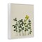 Stupell Industries Hidden Gems Botanicals Framed Giclee, design by Grace Popp